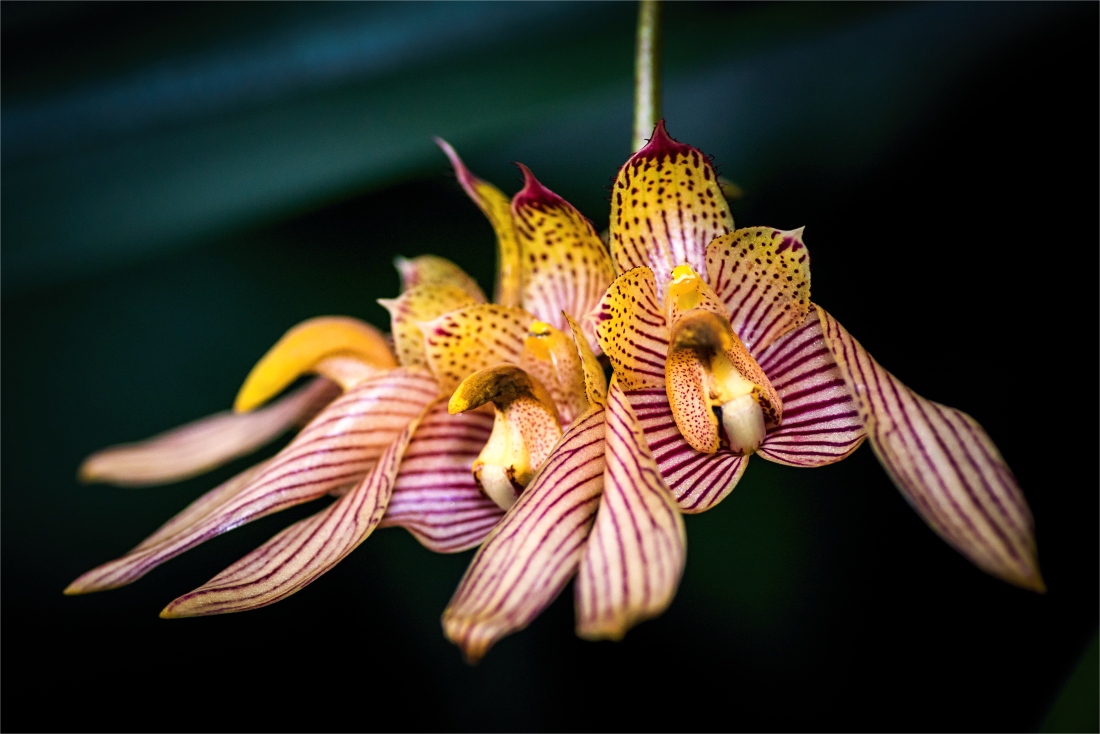 Bulbophyllum bicolor