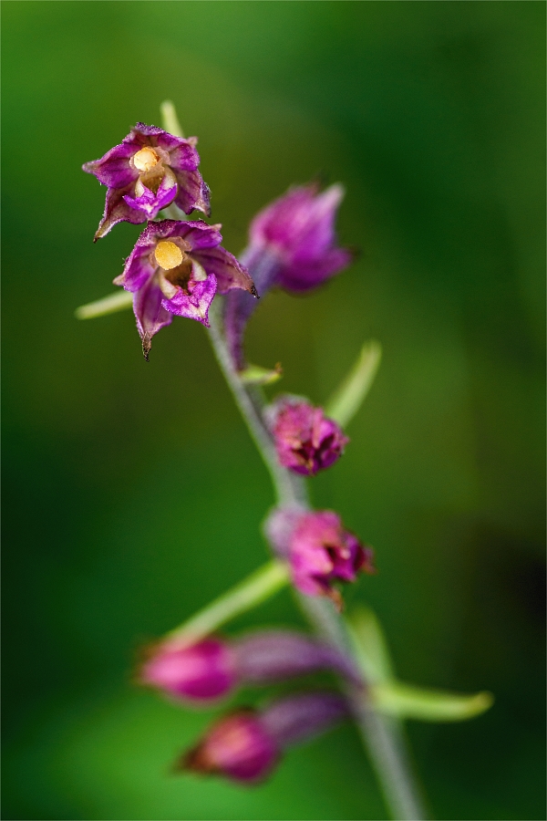 Epipactis x Heterogama