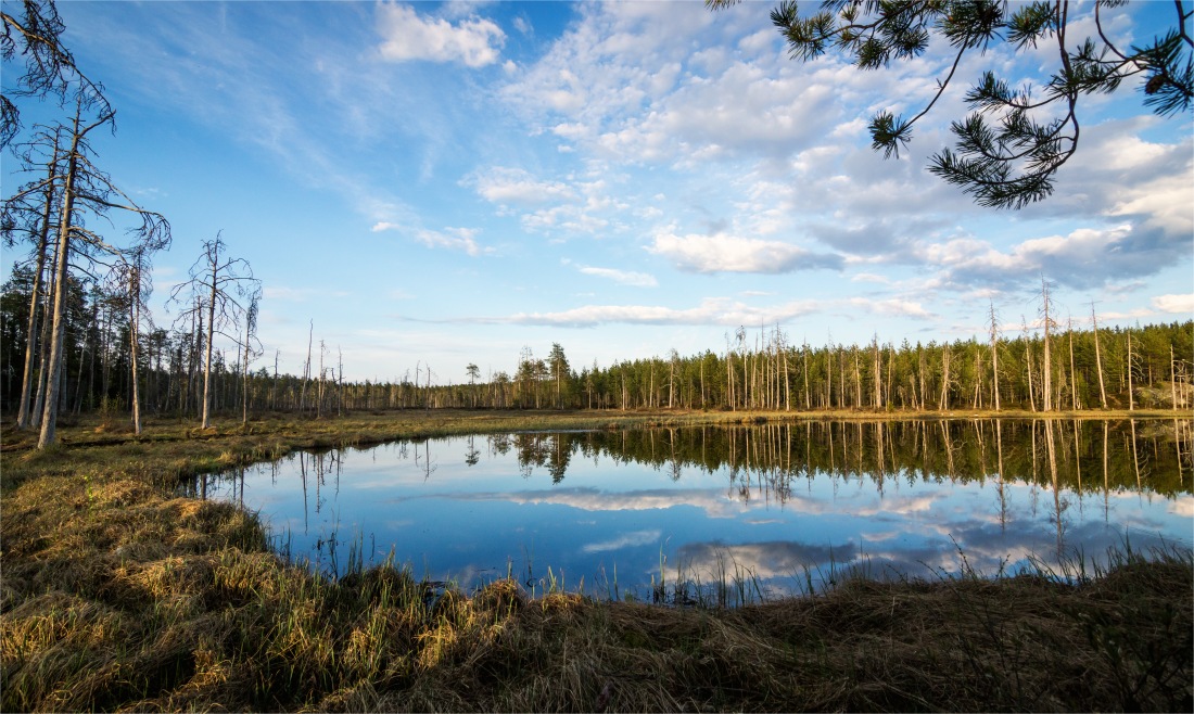 Finská divočina