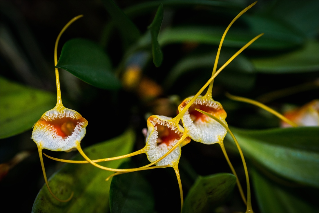 Masdevallia sotoana