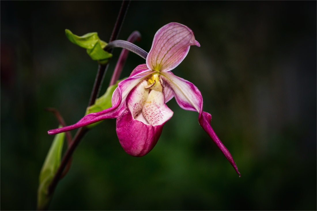  Phragmipedium calurum