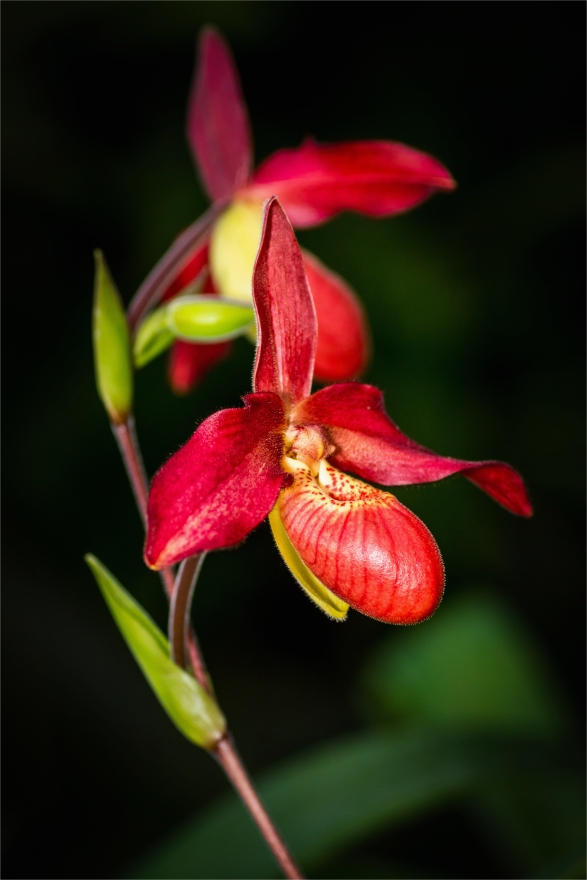 Phragmipedium memoria