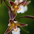 Orchideje evropské přírody