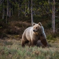 Medvěd hnědý samice