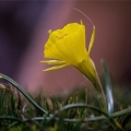 Narcis ( Narcissus bulbocodium )
